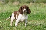 SPRINGER SPANIEL 042